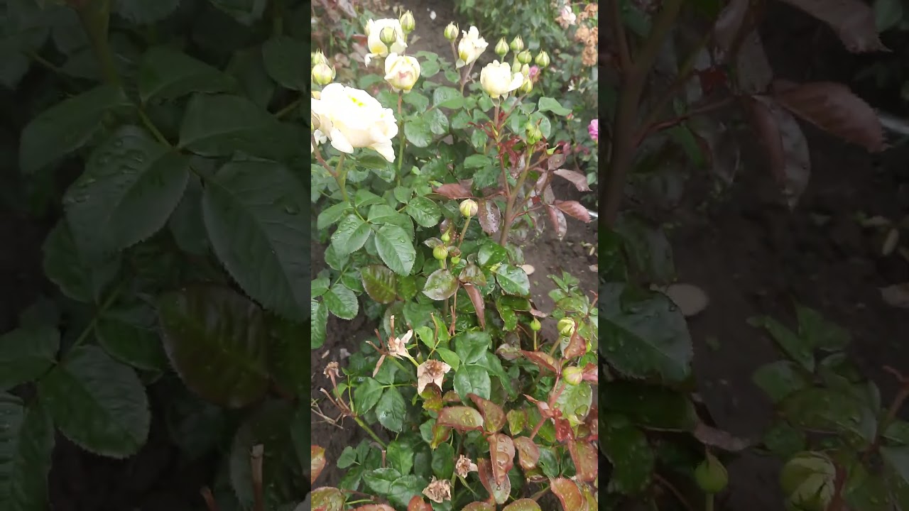 Персуейшн ( Persuasion (Yellow Royal Beauty )