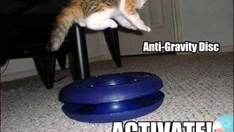 Gravity Cat Not Amused Remix