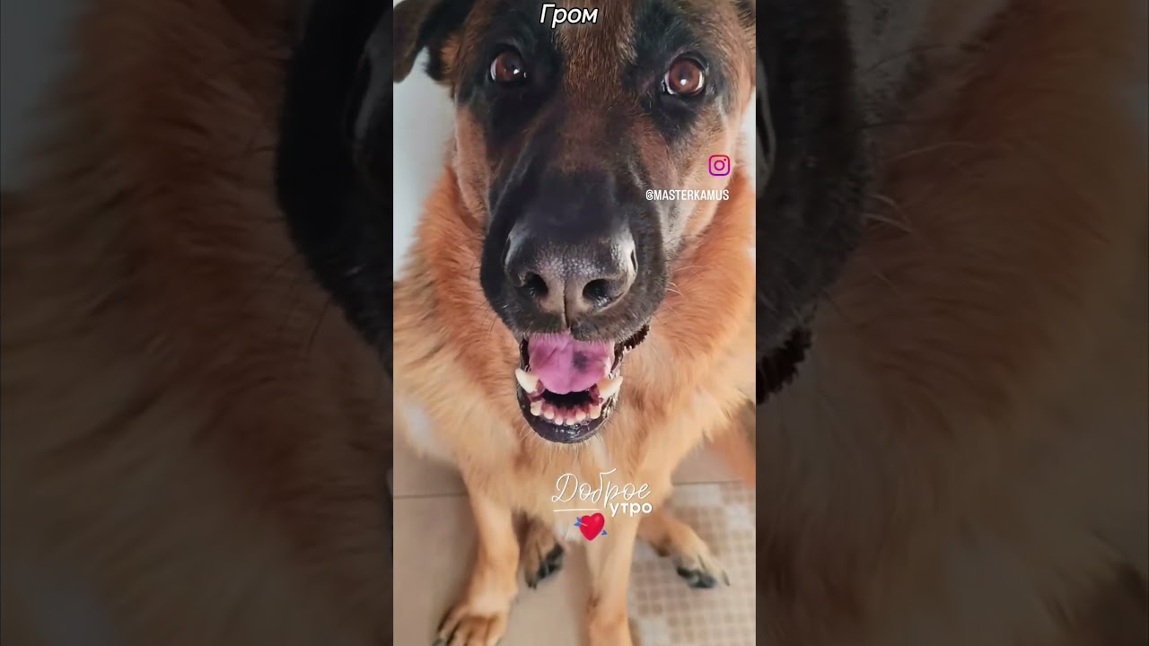 Гром ❤️😅 Иркутск 🇷🇺 Жизнь с овчаркой в мастерской 🦌