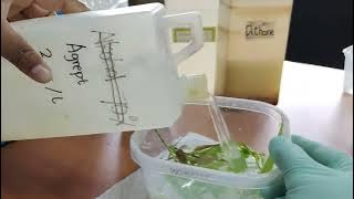 Download lagu Proses Pembuatan Bibit Pohon dengan Teknik Kultur Jaringan