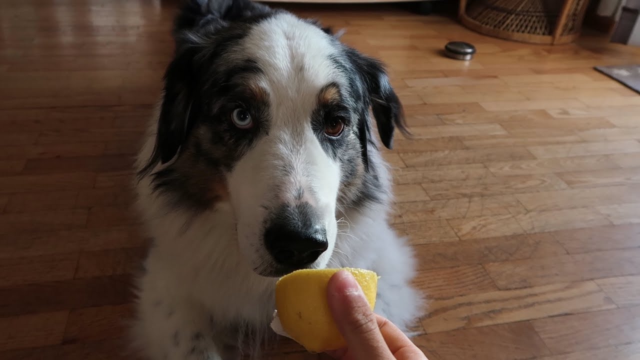 Mein Hund probiert zum ersten MAL eine ZITRONE <em>süße Reaktion</em> Luca