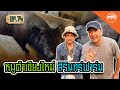 หมูดำเชียงใหม่ สิรินทร์ฟาร์ม - สิรินทร์ฟาร์ม EP.74