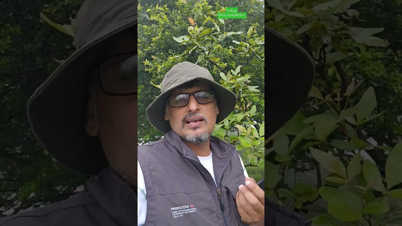زيرفيت Rhus somalensis