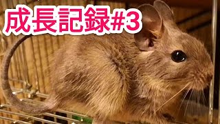 【デグー】ビビの成長記録#3