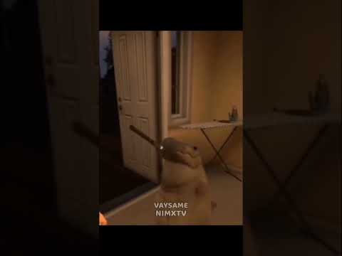 از راجرسن خوشش نمیاد     رابرت مارکوس