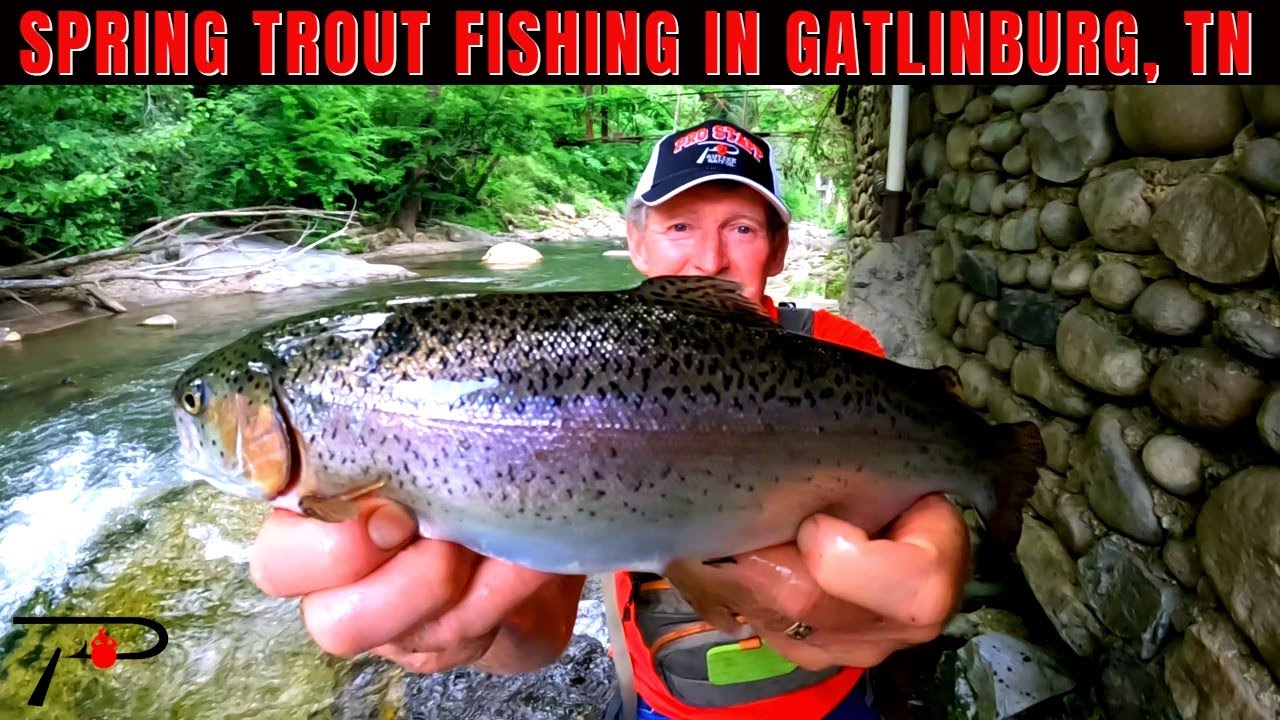 Spring Trout Fishing In Gatlinburg YouTube