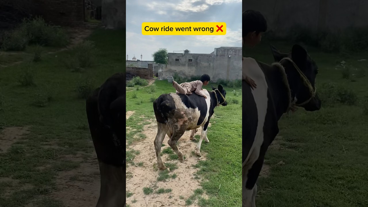 Cow ride went wrong ❌😂 | 