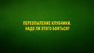 Переопыление клубники  Надо ли этого бояться