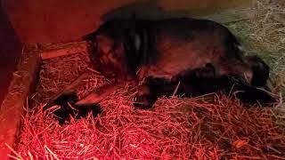 Shield K9 N litter Onyx x Xisi
