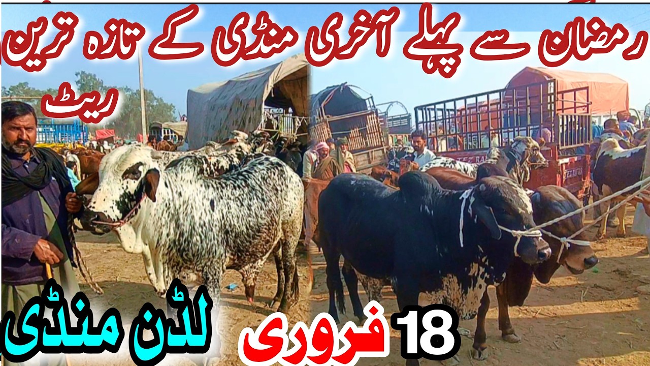 TODAY LUDDAN BACHRA MANDI LATEST PRICE UPDATE\Sahiwal Cholistani Gullabi Ablock Bachray For Qurbani