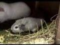 Guinea Pigs at Kingate Cavies