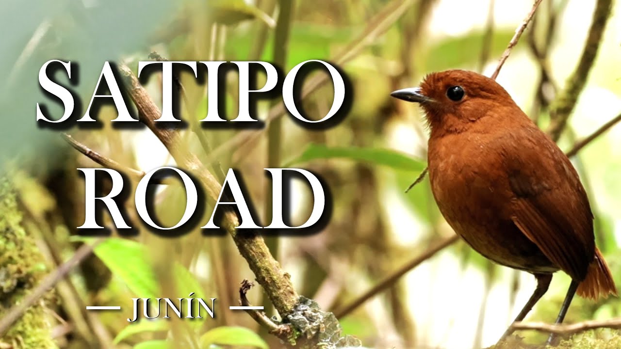 Satipo Road - El reino escondido de las Aves