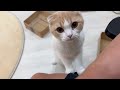 仕事中に我慢できず「遊んで」とおねだりしにきた猫が可愛すぎました