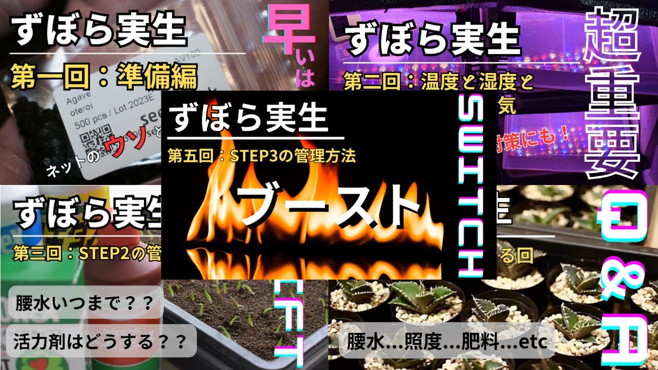 【アガベ実生】ずぼら実生総集編・前編～準備からブーストまで～
