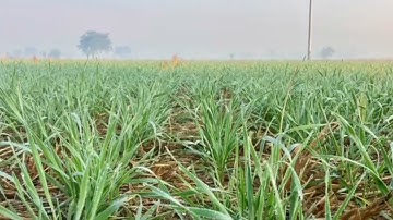 zero tillage seed drill wheat cultivation /how modern wheat cultivation drill