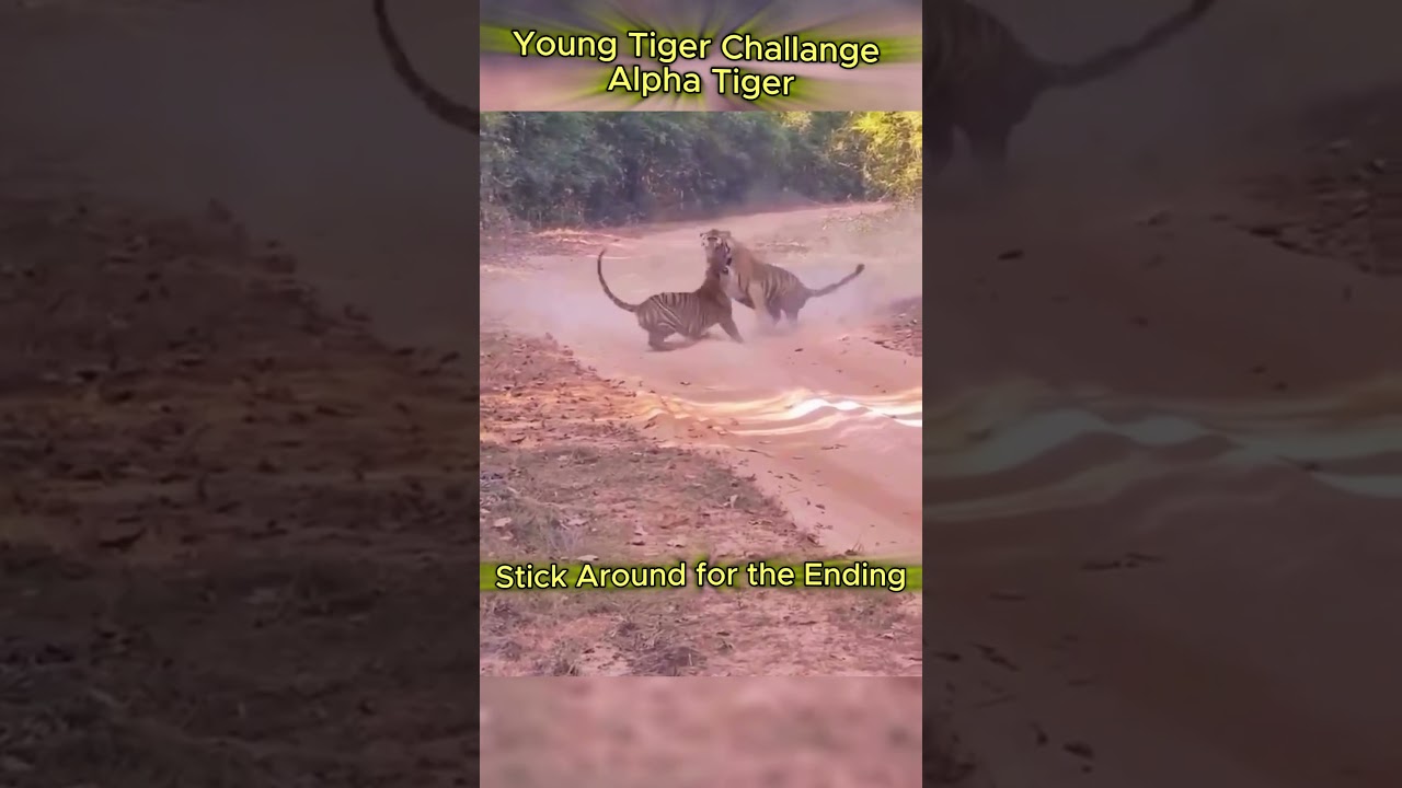 Young Tiger Vs Alpha Tiger