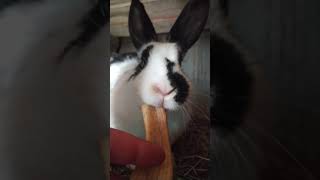 Funny Baby Bunny Rabbit Videos 10 - Cute Rabbits Compilation 2021 4k