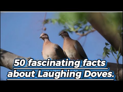 50 facts about Laughing Dove birds 🦅.