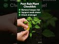 After Rain, Do THIS to Save Your Plants! 🌧️🌿 #PlantCare #GardeningShorts #AshuCreations414