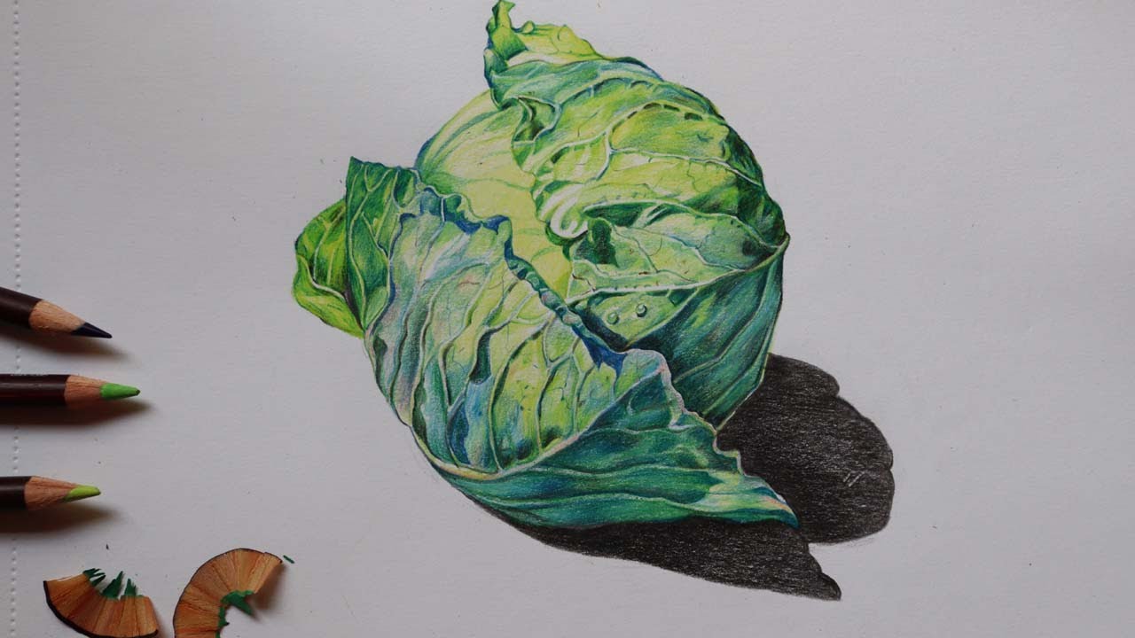 Drawing of Inside of Red Cabbage Stock Illustration  Adobe Stock