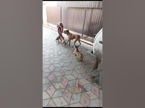 щенки - YouTube