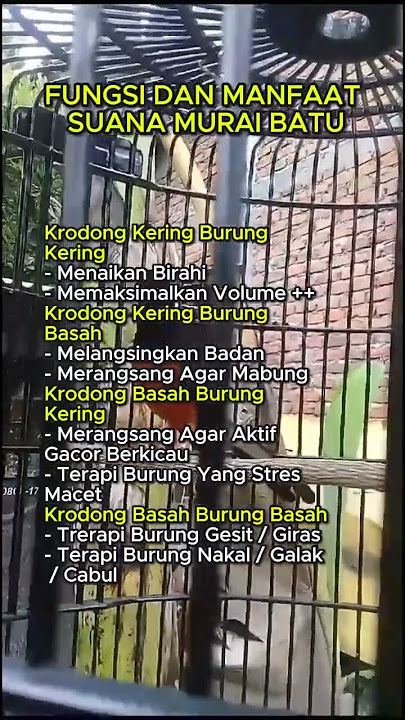 fungsi dan manfaat Sauna Untuk murai batu #sauna #jemurmurai #setinganmuraibatu @Kicauberkah