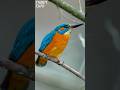 Oops hopefully no one saw that 😁 #naturduo #wildlife #kingfisher #birds #nature #austria #eisvogel