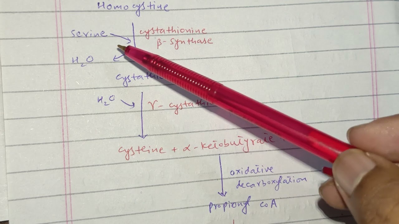 Amino acid form acetyl COA| amino acid form succinyl Co A| amino acid metabolism| ch 20 Lippincott