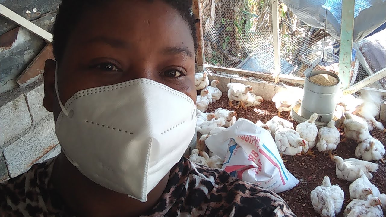 chicken jamaica Sawdust for deep litter for poultry farm YouTube