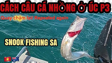 P3 Cách câu cá nhồng ở Úc| How to catch snook | snook trolling #snook #trolling