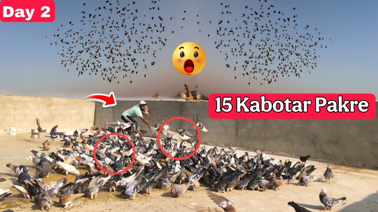 Day 2 || Toltal 15 Shikar 1 hath Me 13 Shikar Haji Talib K 2 Shikar Kisi Or K 😱 500+500 Kabotar 