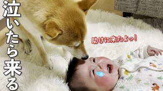 赤ちゃんが泣くと飛んできて寄り添ってくれる柴犬