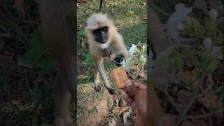 Funny Monkey Moments | Cute and Playful Monkey Video
