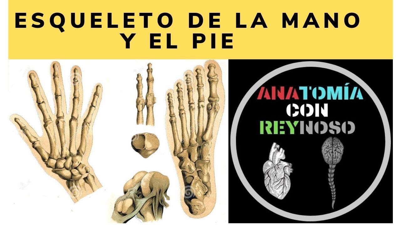 leonardo coscarelli columna vertebral Esqueleto del Codo, Mano y Pie