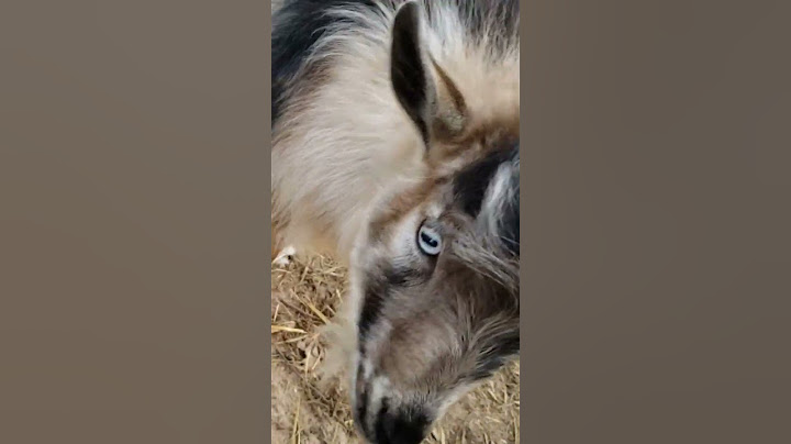 Tiny Tim interrupts the geese check in. Goslings first day outside! Goat shenanigans #goat S34