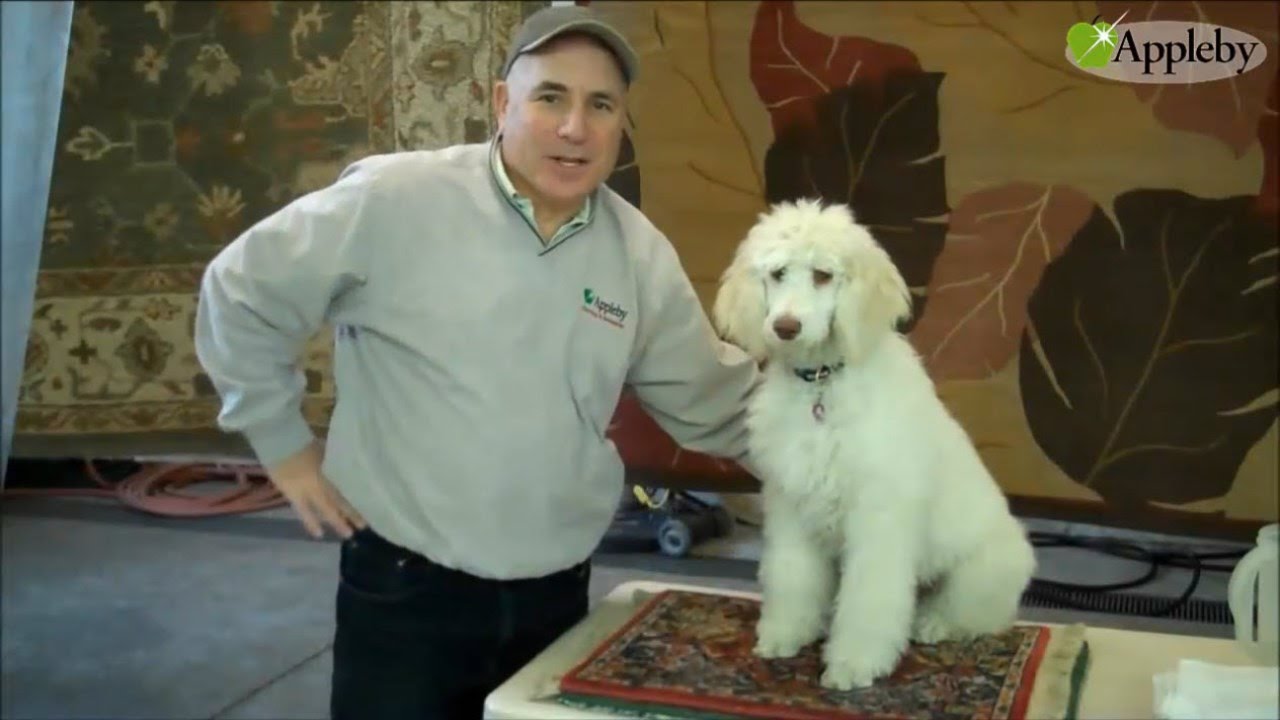 How To Get Pet Urine Out Of Carpets YouTube