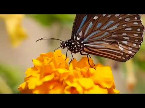 آيات من سورة فصلت بصوت الشيخ عبد الله قواريق