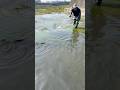 You will see the fish playing in seagrass #viralvideo #fishing #trending #shorts #amazing