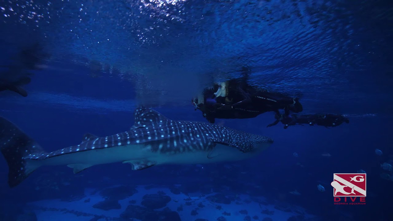 Whale Shark Snorkel Experience YouTube