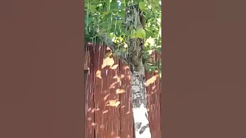 Білочка в гостях 