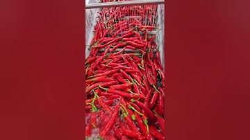 Máy rửa sục khí Tech Garden: Rửa cà chua, ớt, rau củ, nông sản khác,. Liên hệ 0935911775 Trần Trinh.