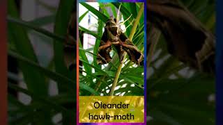 oleander hawk moth #shorts