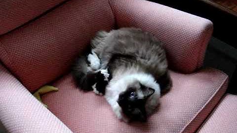 Ragdoll Cat Plays Old Yeowww! Cigar and Banana! ねこ - ラグドール - Floppycats