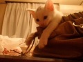 今日はここで寝ると決めたにゃ! バックの中の子猫 眠くなる Kitten in the back
