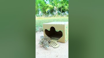 Best Create Bird Trap Technique - Quail Trap #creative bird trap #shorts