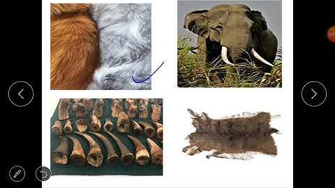 Class 2(E.V.S)-- lesson 4( Protecting Wildlife) of block 5(Animals are Important).