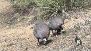 Season 3 | Episode 3 ... Nesting, Sounds & Spring Chasing screenshot 4
