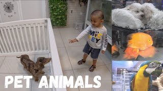 Dubai Pet Market   [DOG Market]