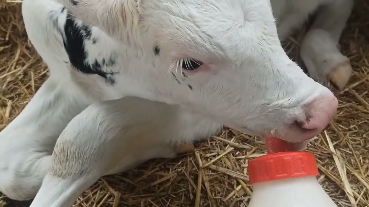 SÜT İÇMEYEN BUZAĞILARA CİĞERİNE KAÇIRMADAN NASIL SÜT İÇİREBİLİRİZ ? HORTUMLA BUZAĞI BESLEME