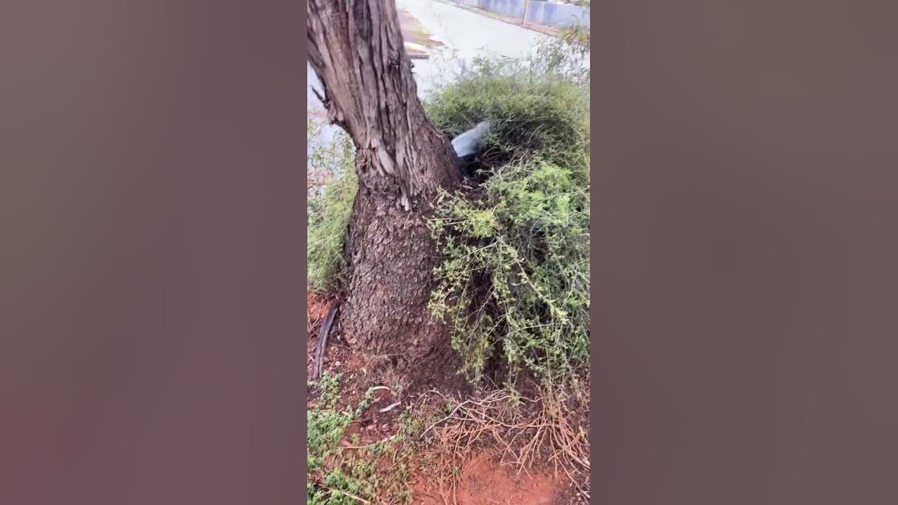 Tree Leaks Water ViralHog YouTube